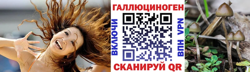 Псилоцибиновые грибы мицелий  купить наркоту  Вышний Волочёк 